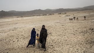 Mauritanie : l'agriculture en quête de résilience contre la sécheresse