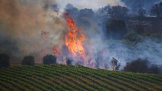 Incendio en España por las altas temperatura y la ola de calor extremo