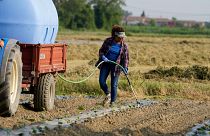 Agricultrices irriguant un champ de citrouilles à l'aide d'une pompe élévatrice d'eau près du fleuve Pô à Guastalla, en Italie, mercredi 15 juin 2022.