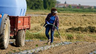 Agricultrices irriguant un champ de citrouilles à l'aide d'une pompe élévatrice d'eau près du fleuve Pô à Guastalla, en Italie, mercredi 15 juin 2022.