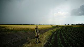 سرباز روسی بر سر مزارع گندم در اوکراین