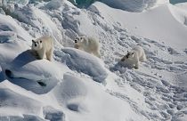 Família de ursos polares caminham sobre um glaciar de água doce na Gronelândia