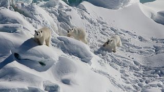 Família de ursos polares caminham sobre um glaciar de água doce na Gronelândia
