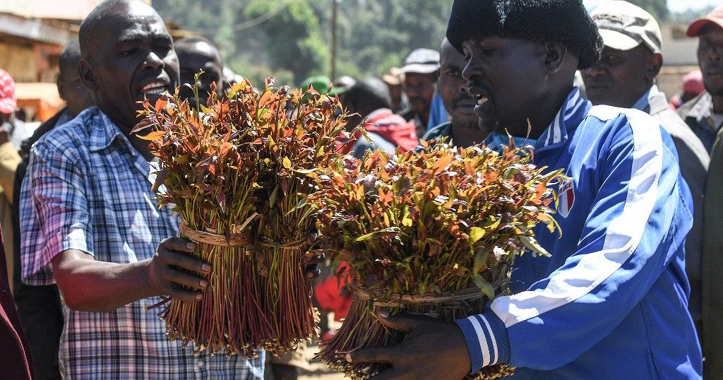 Kenya's khat producers eager to resume exports to Somalia | Africanews