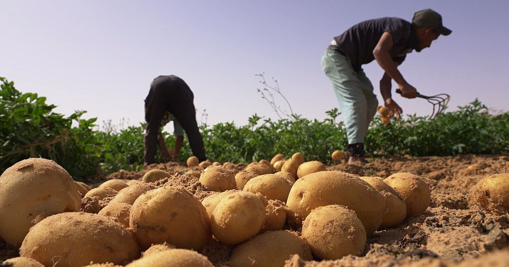 From sand to spuds: How Algeria galvanised its agricultural sector