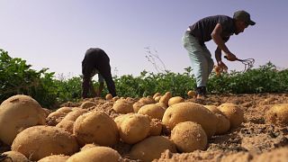 Una región del Sáhara argelino se ha convertido en un centro agrícola internacional