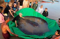 لقمه ماهی بزرگ صید شده در کامبوج