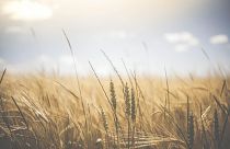 la carenza di grano Ucraino è causa di una crisi alimentare che per i paesi a basso reddito sta diventando soverchiante