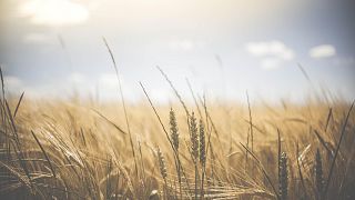 la carenza di grano Ucraino è causa di una crisi alimentare che per i paesi a basso reddito sta diventando soverchiante