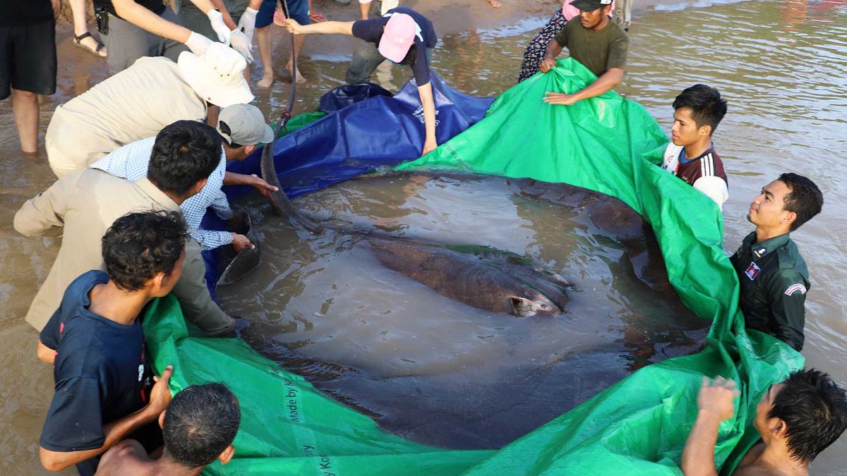 Kamboçya'da 'dünyanın en büyük' tatlı su balığı vatoz yakalandı