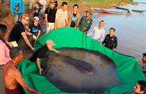 The giant stingray weighs a whopping 300 kg.