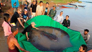 The giant stingray weighs a whopping 300 kg.