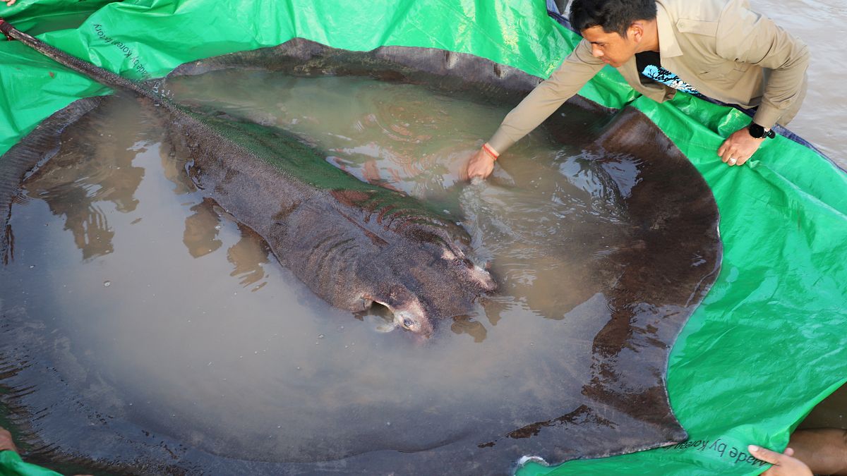 كمبودي استخرج من نهر الميكونغ سمكة راي تزن 300 كيلوغرام