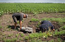 Farmers inspect a Russian rocket fragment after shelling on a sunflower field in Donetsk region, Ukraine, Tuesday, June 21, 2022.