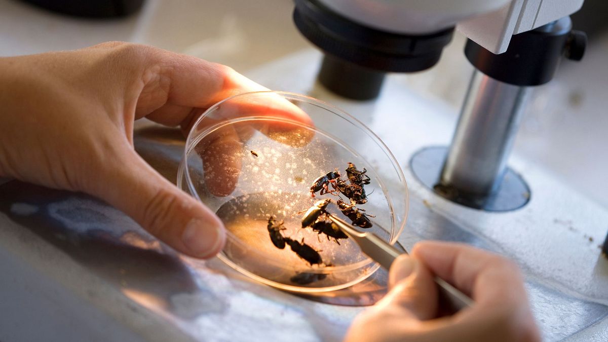 درخواست دانشمند کانادایی: لاشۀ پشه‌های مرده را برایمان پست کنید