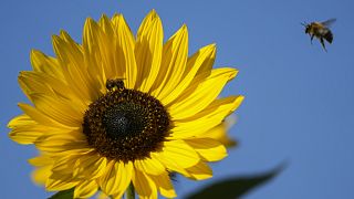 A bee arrives at a sunflower under blue sky in Gelsenkirchen, Germany, Thursday, Sept. 23, 2021.