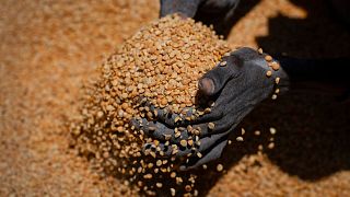 An Ethiopian woman scoops up portions of yellow split peas