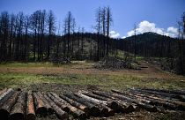 Сгоревший лес пна острове Эвия окрывается новой порослью