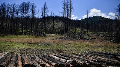 Сгоревший лес пна острове Эвия окрывается новой порослью