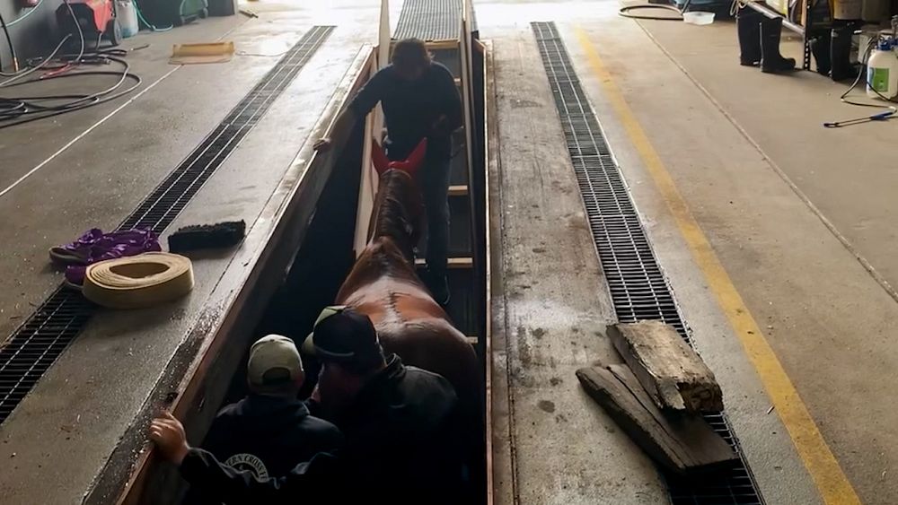 video-australia-firefighters-rescue-horse-from-pit-in-an-industrial-estate