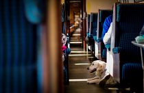 Italy’s leading rail operator is allowing small pets to travel for free on trains this summer.
