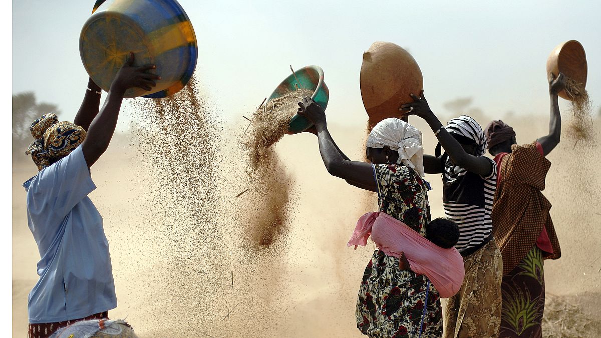 Malian women sift wheat in a field near Segou, Mali, January 2013. In 2022, families in Africa are paying 45% more for wheat flour as Russia's war in Ukraine blocks exports.