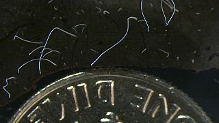Thiomargarita magnifica baktériumok egy pénzérme mellett - mikroszkóp alatti felvétel