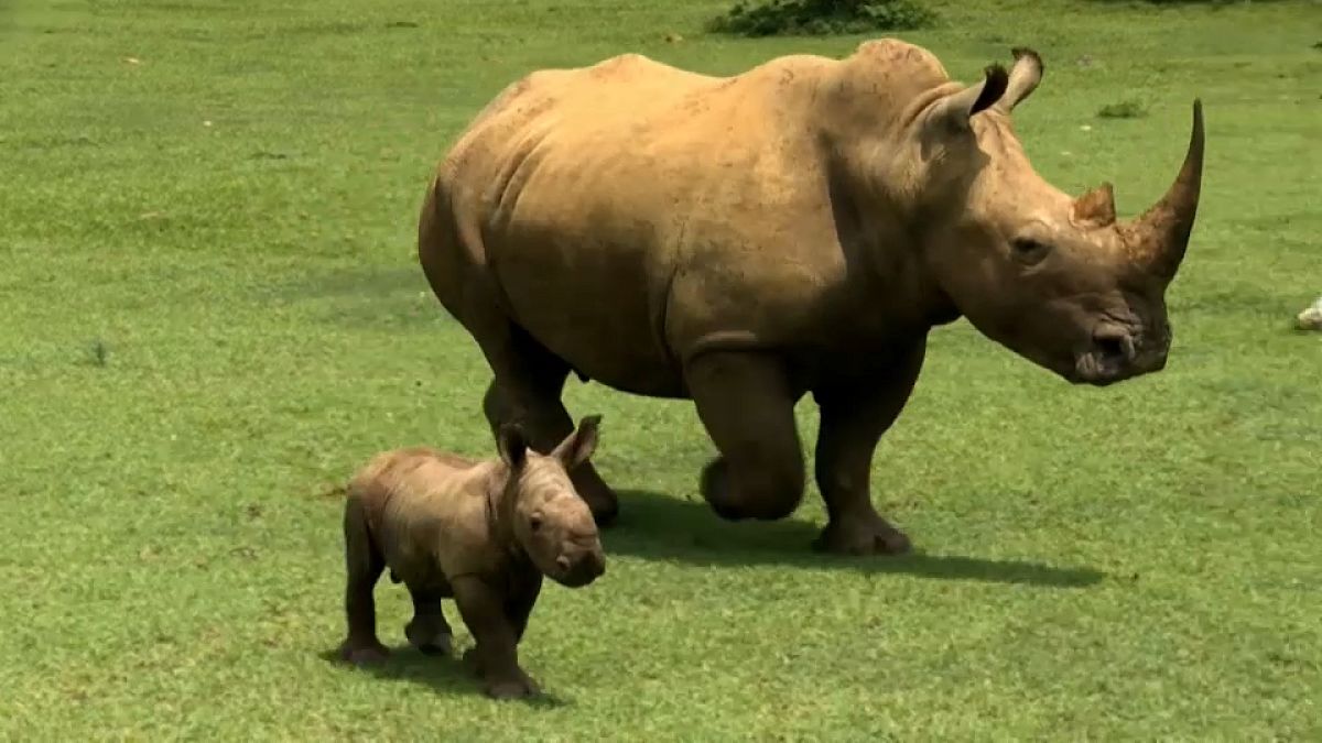 Bebé rinoceronte blanco pasea con su madre en la pradera 