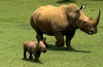 Bebé rinoceronte blanco pasea con su madre en la pradera