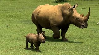 Bebé rinoceronte blanco pasea con su madre en la pradera
