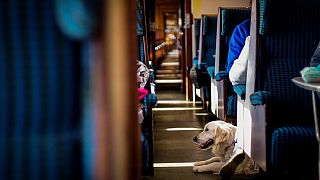 Trenitelia permetterà ai suoi passeggeri di viaggiare gratuitamente con i loro cani