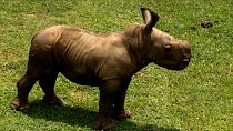 Ale, the new baby white rhino at Cuba's national zoo