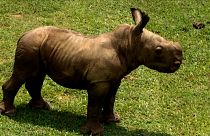 ألى وحيد القرن الأبيض في حديقة الحيوانات بهافانا.