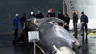 Iceland's last whale hunter brings home its first fin whale in almost four years