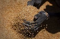 Les céréales deviennent inaccessibles pour certains pays africains