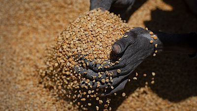 il blocco di grano e cereali ha messo a rischio 50 milioni di persone in 45 paesi