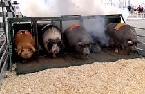 Pigs racing