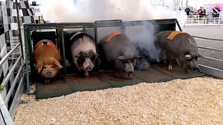 Pig races popular at New Jersey state fair
