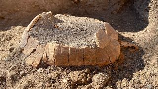 İtalya'nın Napoli kenti yakınlarındaki Pompeii Arkeoloji Parkı içinde 2 bin yıllık hamile bir kaplumbağa ve yumurtasının kalıntısı bulundu