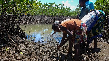 Kenya : la population de Gazi restaure les mangroves