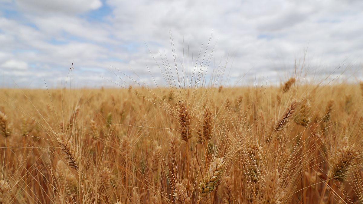 Colheita de trigo deve crescer 8% este ano no Brasil, em relação a 2021