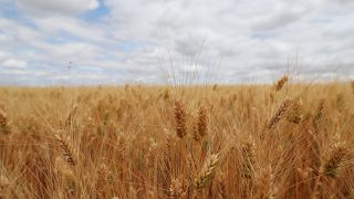 Colheita de trigo deve crescer 8% este ano no Brasil, em relação a 2021