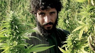 مزارع أفغاني يستعد لحصاد حقل الماريجوانا في ضواحي قندهار، أفغانستان
