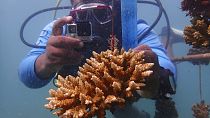 Kenya : la fondation Reefolution restaure les récifs coralliens