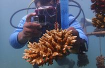 Un submarinista fotografía un arrecife de coral