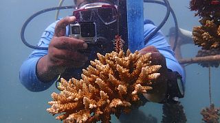 Дайверы изучают состояние кораллов на дне Индийского океана в районе острова Васини.