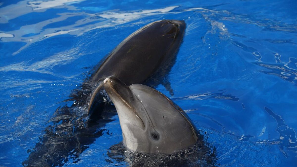 A Krím-félszigetnél fotózótt delfinek - KÉPÜNK CSUPÁN ILLUSZTRÁCIÓ!