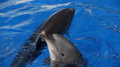 A Krím-félszigetnél fotózótt delfinek - KÉPÜNK CSUPÁN ILLUSZTRÁCIÓ!
