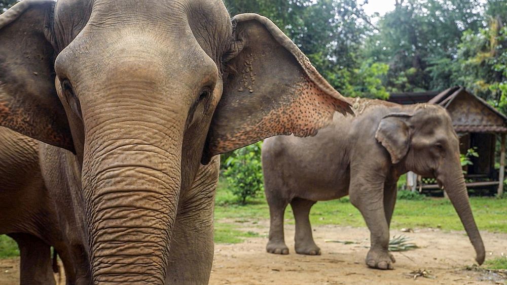 the-jungle-environmentalist-saving-elephants-in-thailand