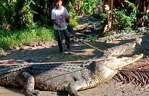 القروي عثمان وهو يحاول اصطياد تمساح طوله أربعة أمتار في بوتون بإندونيسيا. 2022/06/25
